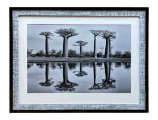 Šilha Václav - Baobab | 89.2x67.2